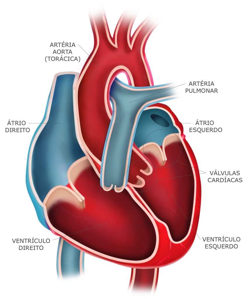 Anaotimia do coração. Sistema Cardiovascular
