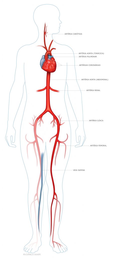 Anatomia do Sistema Cardiovascular